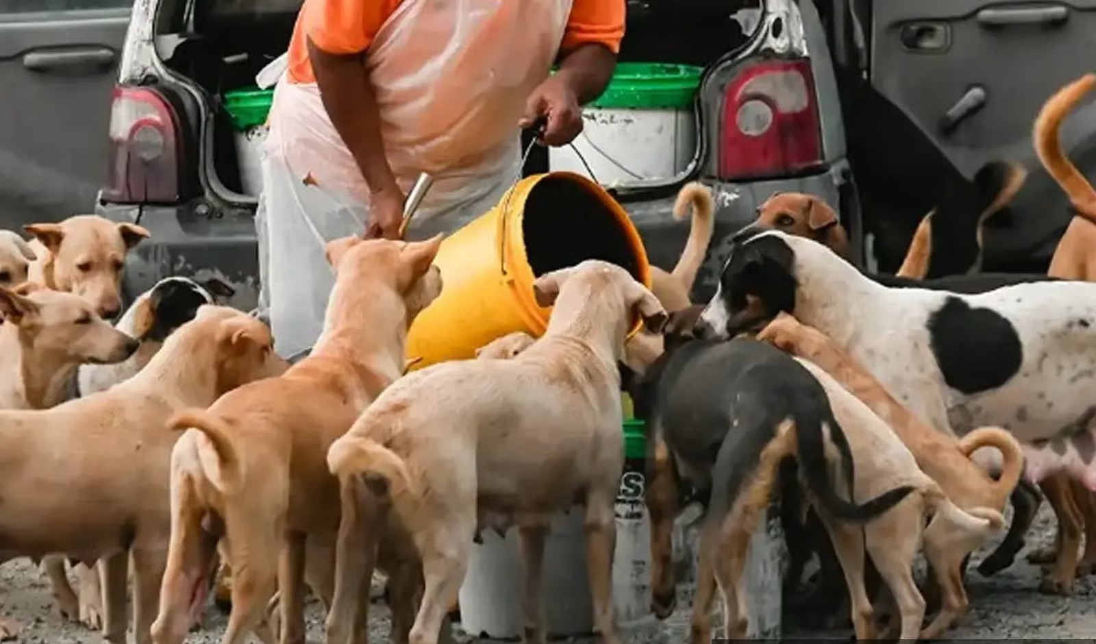 Bombay High Court Rules: Stopping Stray Dog Feeding in Non-Designated Areas Not Wrongful Restraint