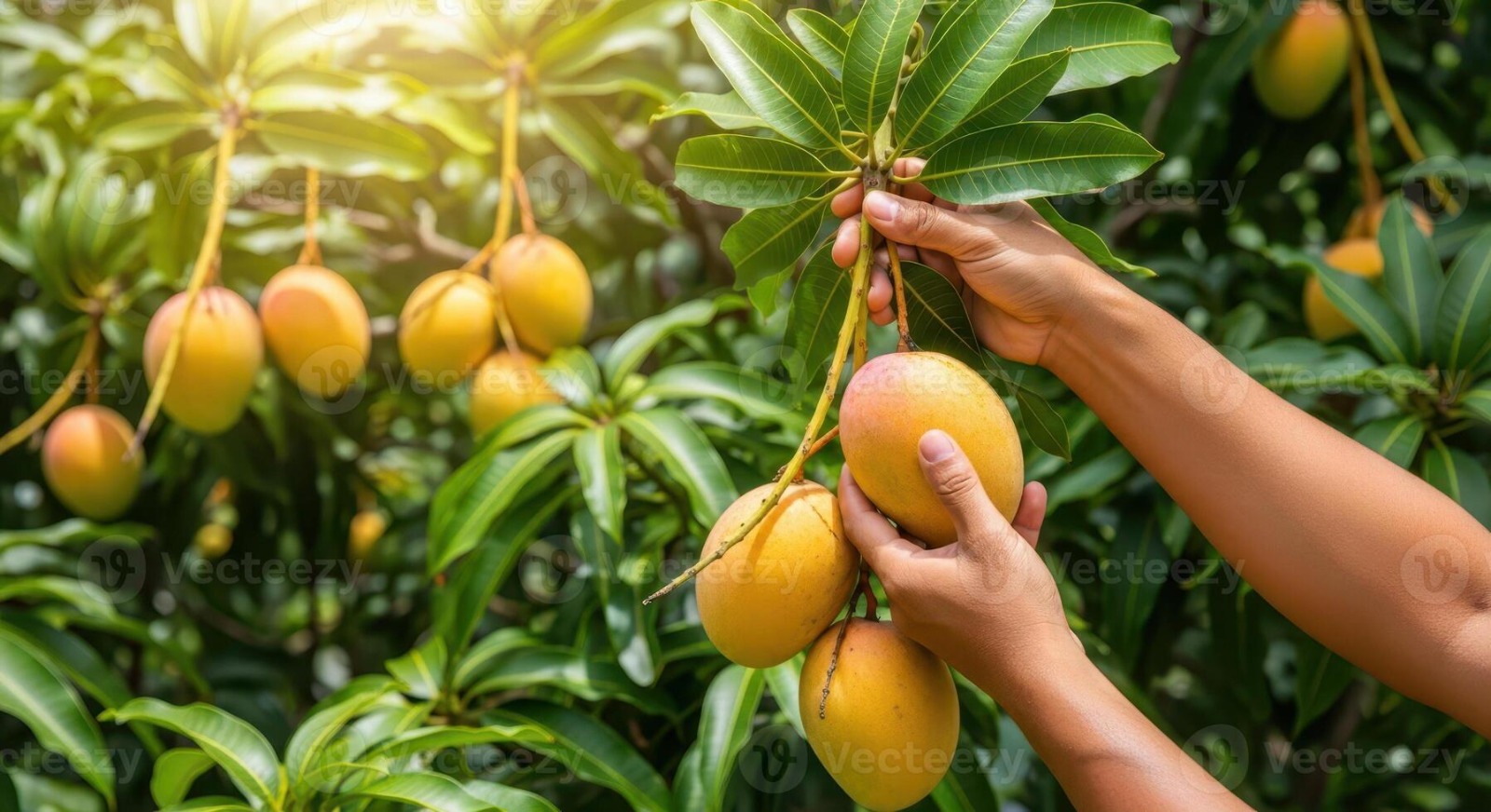 ITAT Bangalore Rules Mango Orchard Income as Agricultural, Quashes ₹1.2 Crore Tax Addition