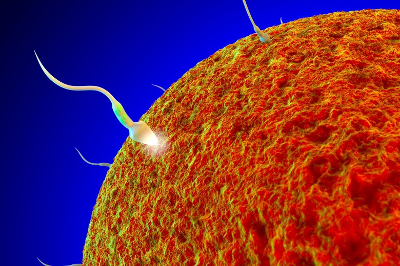 Kerala High Court Allows Extraction of Gametes from Brain-Dead Man for Wife’s Future Use