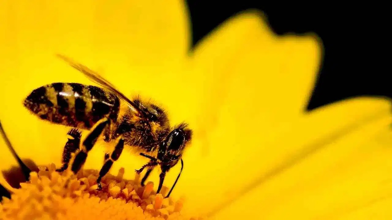 Stingless Bees Gain Legal Rights in Peru: What It Means for Biodiversity and India’s Future
