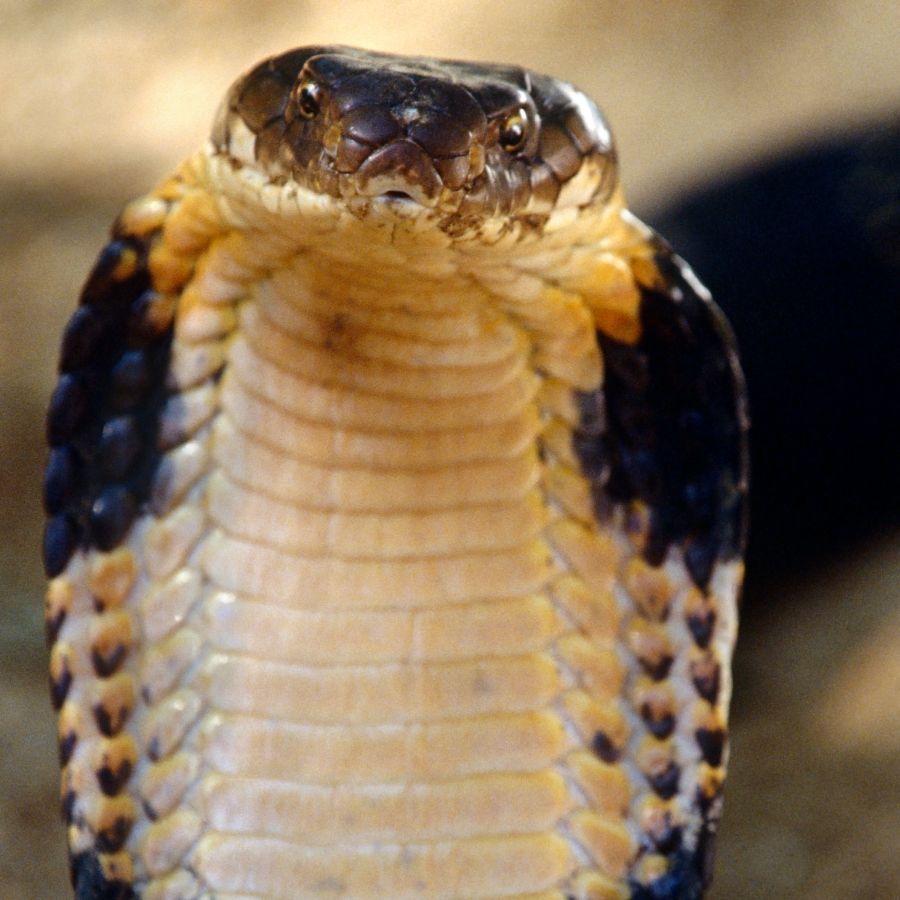 Karnataka's Landmark Chargesheet on King Cobra Exploitation: Legal Insights