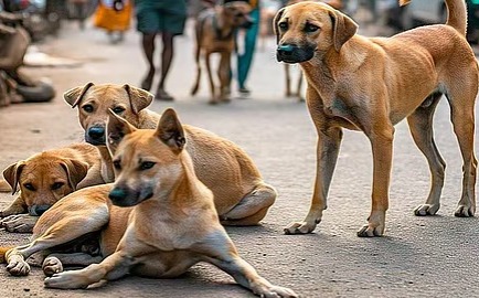 Indian Courts Tackle Stray Dog Crisis Amid Public Health Concerns