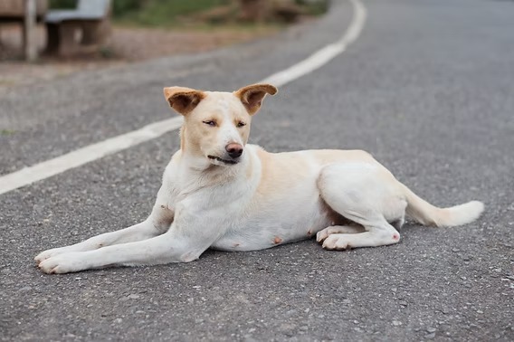 Supreme Court Orders Removal of Stray Dogs from Campuses by 2026