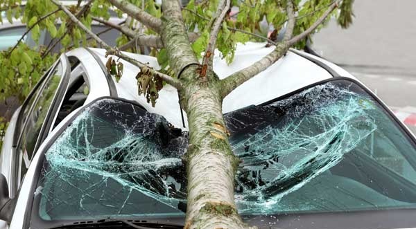 Supreme Court Rules Falling Tree Branch Not a Motor Accident