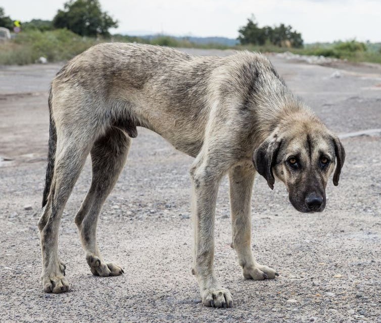 Supreme Court Declines Plea to Remove Stray Dogs: Balancing Safety and Animal Rights
